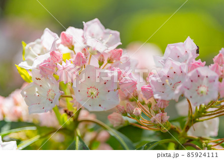 20世紀初頭に東京市がアメリカに贈った桜の返礼として渡来したアメリカシャクナゲことカルミヤ 20世紀初頭に東京市がアメリカに贈った桜の返礼として渡来したアメリカシャクナゲことカルミヤ 85924111