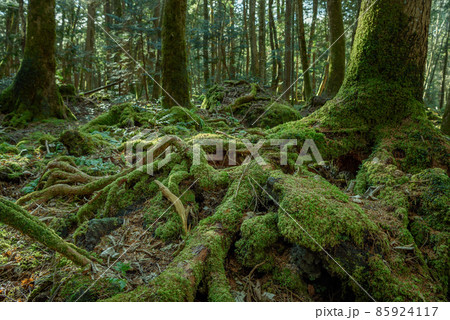 青木ヶ原樹海の木々・神秘的な森の中 85924117
