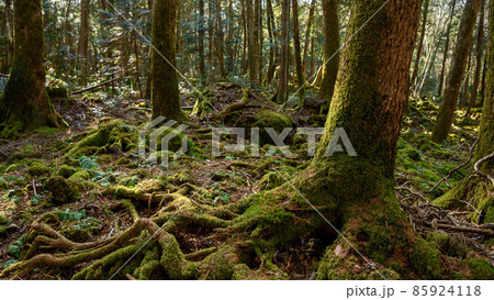 青木ヶ原樹海の木々・神秘的な森の中 85924118