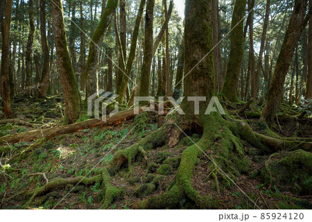 青木ヶ原樹海の木々・神秘的な森の中 85924120