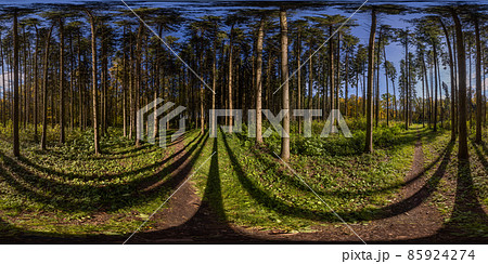 360 by 180 degree spherical panorama in sunny autumn day in pine forest with blue sky. 85924274