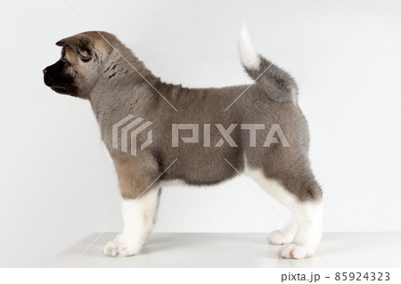 profile view of little puppy of american akita breed dog standing on grey background profile view of little puppy of american akita breed dog standing on grey background 85924323