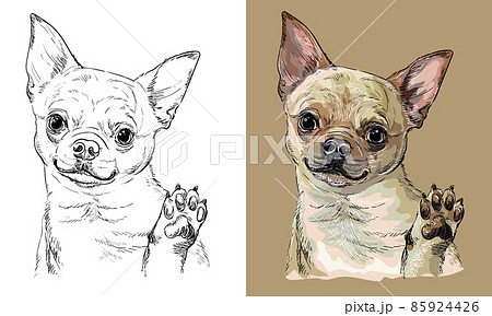 Vector hand drawing dog Chihuahua monochrome and color 85924426