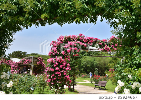 薔薇のアーチ 85924667