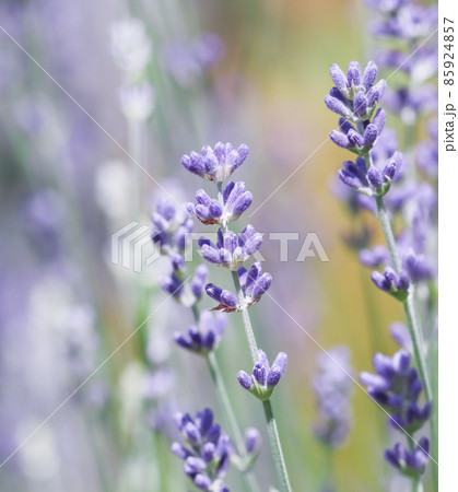 Soft focus on beautiful lavender flowers in summer garden Soft focus on beautiful lavender flowers in summer garden 85924857
