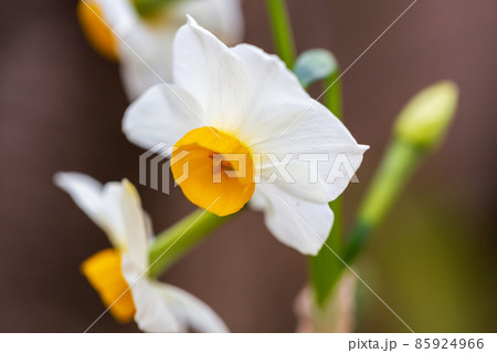 水仙　0005 85924966