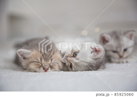 Cute tabby Scottish short hair silver kittens. Dreaming kittens sleep on a bed under warm white blanket. Pets sleep at cozy home. Top down view web banner. Funny adorable pets cats. Postcard concept. Cute tabby Scottish short hair silver kittens. Dreaming kittens sleep on a bed under warm white blanket. Pets sleep at cozy home. Top down view web banner. Funny adorable pets cats. Postcard concept. 85925060