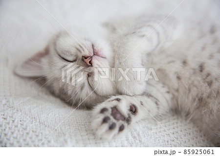 Cute tabby Scottish short hair silver kitten. Dreaming kittens sleep on a bed under warm white blanket. Pets sleep at cozy home. Top down view web banner. Funny adorable pets cats. Postcard concept. 85925061