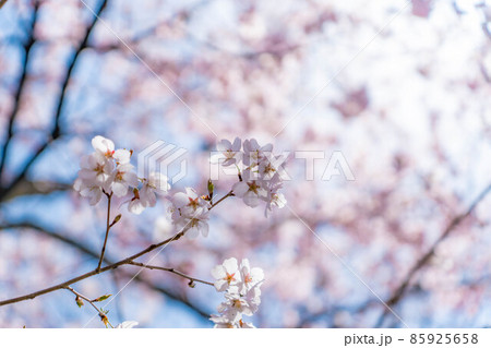 天下第一の桜　高遠城址公園の春　アップ【長野県】 85925658