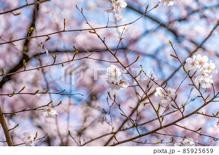 天下第一の桜　高遠城址公園の春　アップ【長野県】 85925659