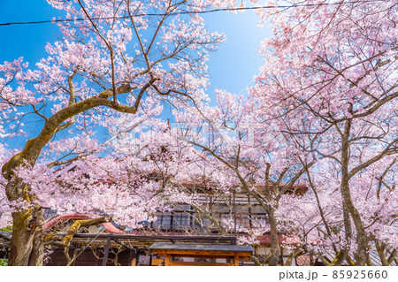 天下第一の桜　高遠城址公園の春　アップ【長野県】 85925660