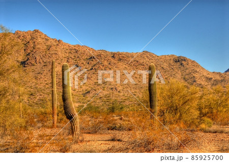Desert Saguaro 82 85925700