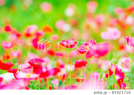 初夏　満開のポピー畑【長野県】 85925710