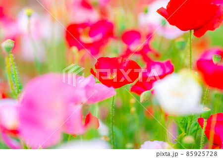 初夏 満開のポピー畑【長野県】 初夏 満開のポピー畑【長野県】 85925728
