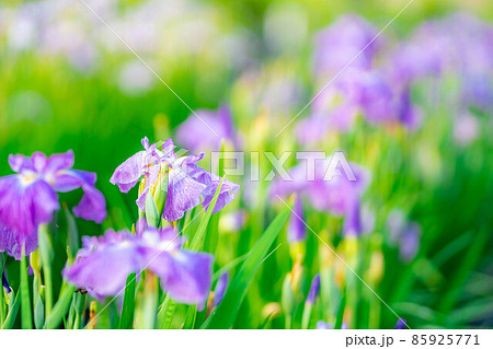 初夏 満開のあやめの花【長野県】 初夏 満開のあやめの花【長野県】 85925771