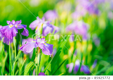 初夏 満開のあやめの花 長野県 の写真素材