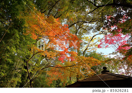 鮮やか紅葉イロハモミジ 鮮やか紅葉イロハモミジ 85926281