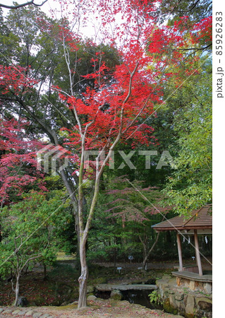 鮮やか紅葉イロハモミジ 85926283