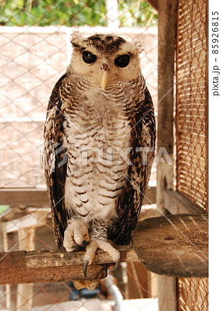 フクロウ（タートル･アイランド／バリ島･インドネシア） 85926815