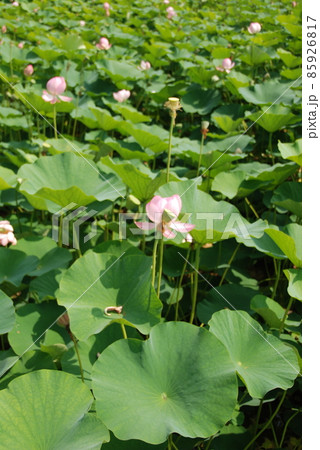 大賀ハスの蓮田（西谷池･荒神谷史跡公園／島根県出雲市斐川町） 85926817