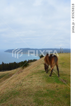 都井岬のミサキウマ（宮崎県串間市大納） 85926818