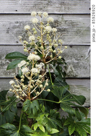 黄白色に咲く鞠状の八手の花 黄白色に咲く鞠状の八手の花 85926920