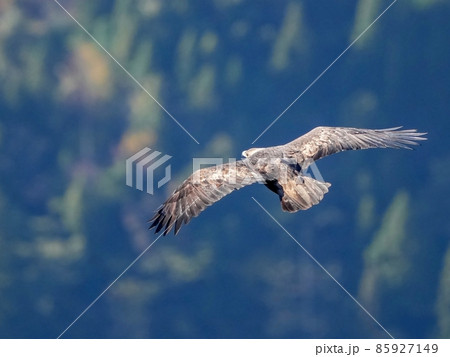 悠然と飛び去るイヌワシの背中の写真素材 [85927149] - PIXTA