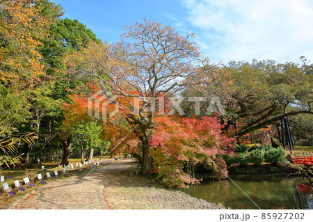 鮮やか紅葉イロハモミジ 85927202