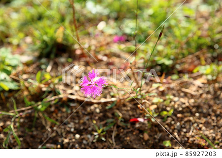 カワラナデシコの花 85927203