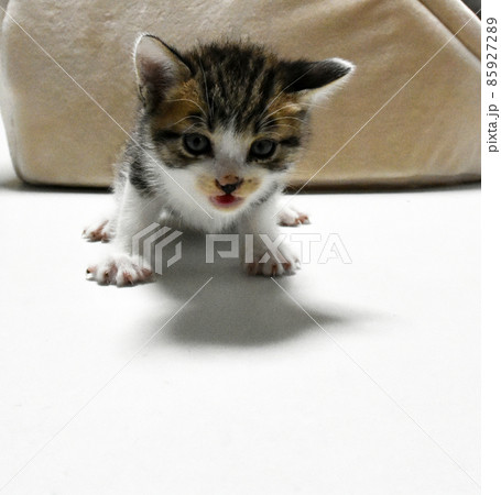 生後3週間の捨て猫を保護しました　サバトラの子猫 85927289