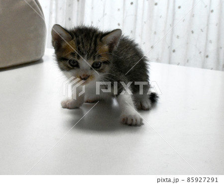 生後3週間の捨て猫を保護しました サバトラの子猫 生後3週間の捨て猫を保護しました サバトラの子猫 85927291