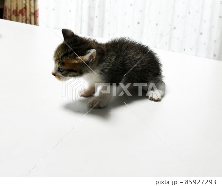 生後3週間の捨て猫を保護しました　窓際にいるサバトラの子猫 85927293