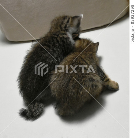 生後3週間の捨て猫を保護しました　子猫の兄弟　後ろ姿 85927298