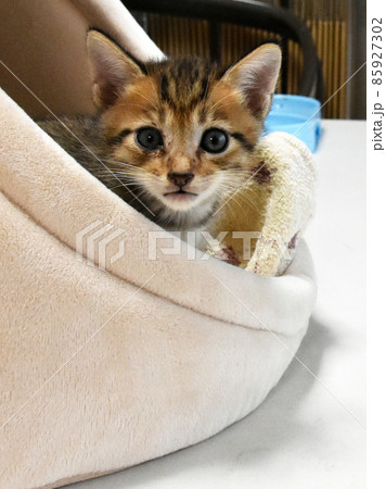 生後3週間の捨て猫を保護しました　ペットハウスにいるキジトラの子猫 85927302