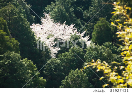 春のイメージ　山桜 85927431