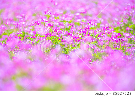 レンゲ畑 レンゲ畑 85927523