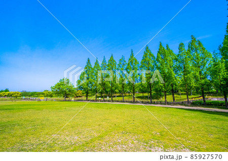 打上川治水緑地のメタセコイア 85927570