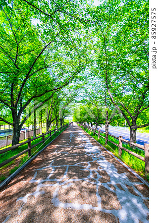 新緑の桜並木 85927575