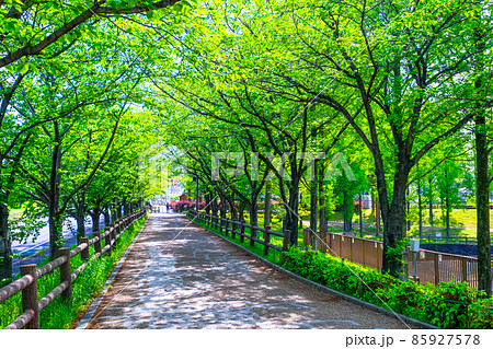 新緑の桜並木 新緑の桜並木 85927578