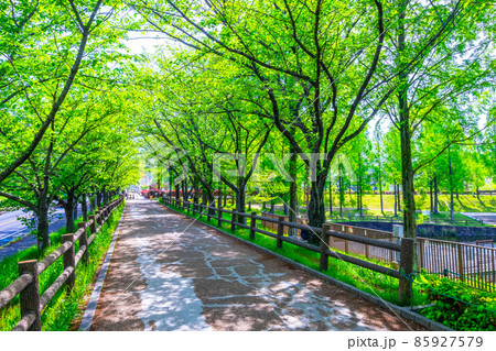 新緑の桜並木 新緑の桜並木 85927579