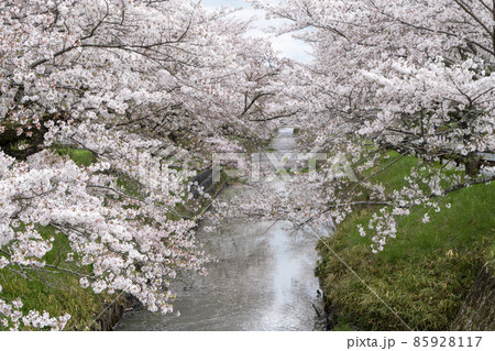 丹波黒井川の桜 85928117