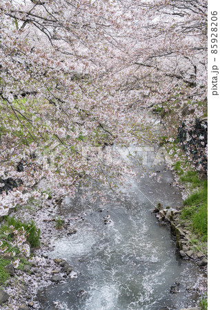 丹波黒井川の桜 丹波黒井川の桜 85928206