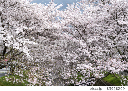 丹波黒井川の桜 85928209
