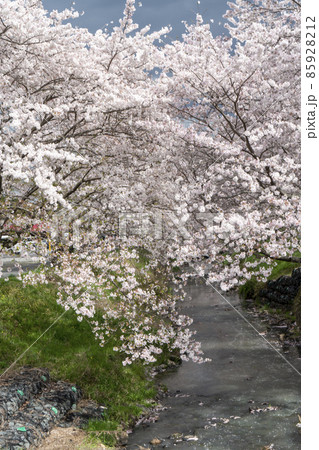 丹波黒井川の桜 85928212