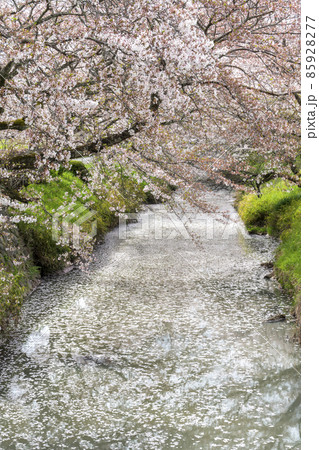 丹波黒井川の桜 85928277