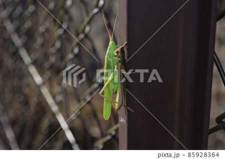 クビキリギス クビキリギス 85928364