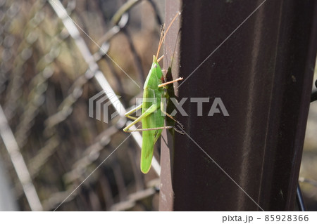 クビキリギス 85928366
