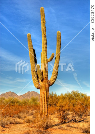 Desert Saguaro Desert Saguaro 85928470