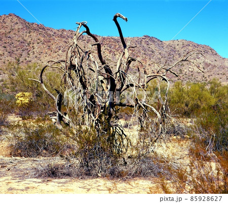 Dead Tree 85928627