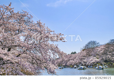 東京都　井の頭公園　井の頭池　満開の桜 85929015